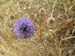 Galilee Field Flower